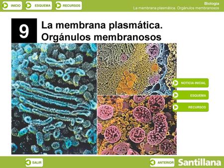 9 La membrana plasmática. Orgánulos membranosos ESQUEMA