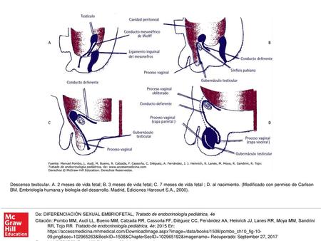 Descenso testicular. A. 2 meses de vida fetal; B