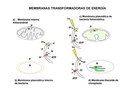 MEMBRANAS TRANSFORMADORAS DE ENERGÍA