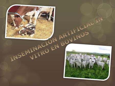 INSEMINACIÓN ARTIFICIAL IN VITRO EN BOVINOS