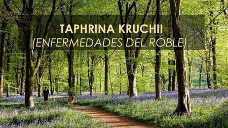 TAPHRINA KRUCHII (Enfermedades del roble).