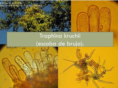 Traphina kruchii (escoba de bruja).