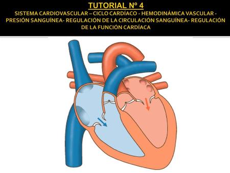 TUTORIAL Nº 4 SISTEMA CARDIOVASCULAR – CICLO CARDÍACO - HEMODINÁMICA VASCULAR - PRESIÓN SANGUÍNEA- REGULACIÓN DE LA CIRCULACIÓN SANGUÍNEA- REGULACIÓN DE.