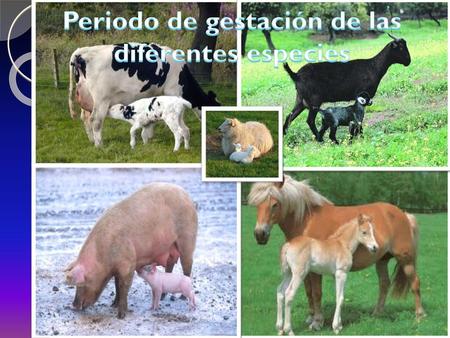 Periodo de gestación de las diferentes especies