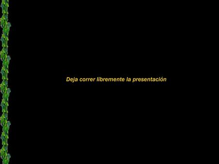Deja correr libremente la presentación