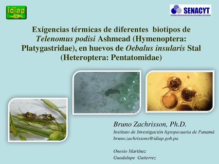 Exígencias térmicas de diferentes biotipos de Telenomus podisi Ashmead (Hymenoptera: Platygastridae), en huevos de Oebalus insularis Stal (Heteroptera: