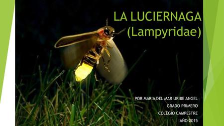LA LUCIERNAGA (Lampyridae)