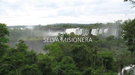 Selva misionera.