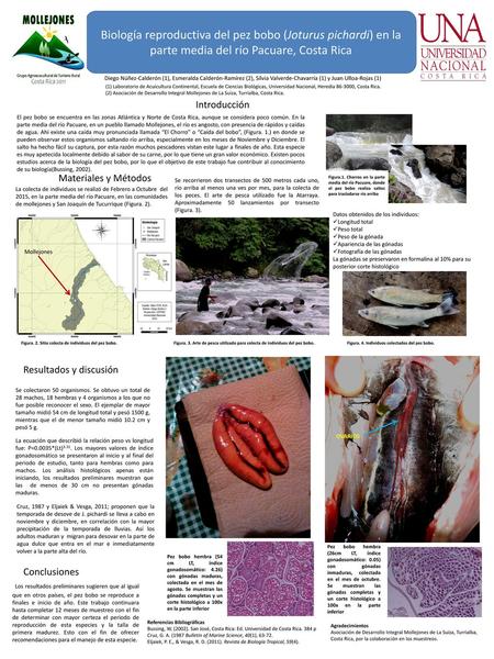 Biología reproductiva del pez bobo (Joturus pichardi) en la parte media del río Pacuare, Costa Rica Diego Núñez-Calderón (1), Esmeralda Calderón-Ramírez.