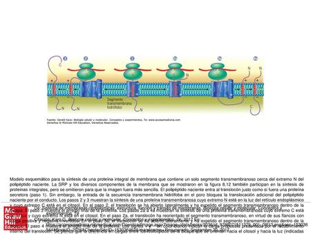 Modelo esquemático para la síntesis de una proteína integral de membrana que contiene un solo segmento transmembranoso cerca del extremo N del polipéptido.