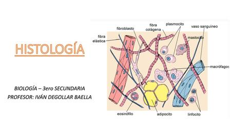 BIOLOGÍA – 3ero SECUNDARIA PROFESOR: IVÁN DEGOLLAR BAELLA