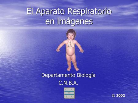El Aparato Respiratorio en imágenes