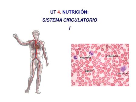 UT 4. NUTRICIÓN: SISTEMA CIRCULATORIO I