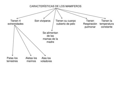 CARACTERÍSTICAS DE LOS MAMIFEROS
