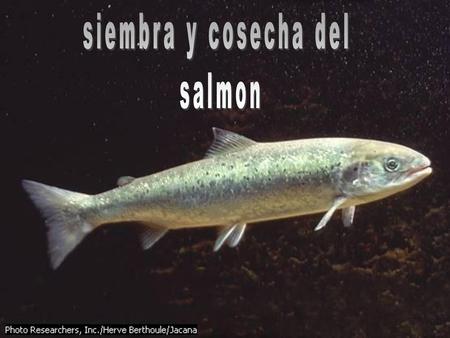 Siembra y cosecha del salmon.