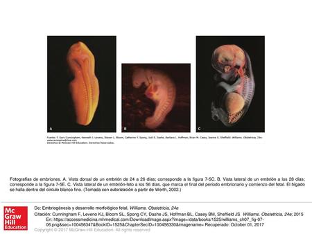 Fotografías de embriones. A