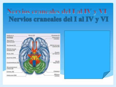 Nervios craneales del I al IV y VI