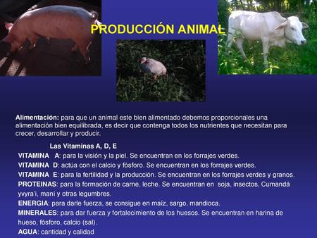 PRODUCCIÓN ANIMAL Las Vitaminas A, D, E