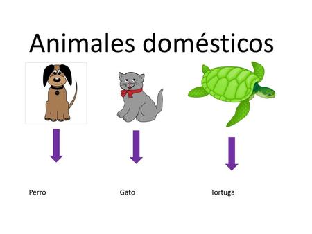 Animales domésticos Perro Gato Tortuga.
