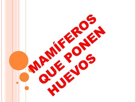 MAMÍFEROS QUE PONEN HUEVOS