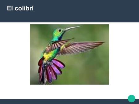 El colibrí.