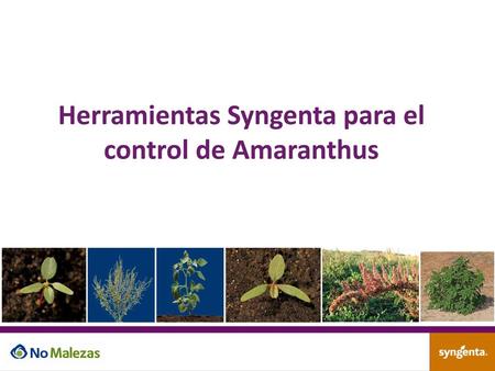 Herramientas Syngenta para el control de Amaranthus