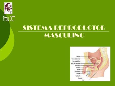 SISTEMA REPRODUCTOR MASCULINO