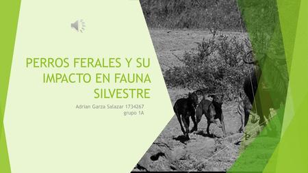 PERROS FERALES Y SU IMPACTO EN FAUNA SILVESTRE