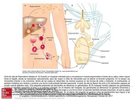Ciclo de vida de Plasmodium falciparum