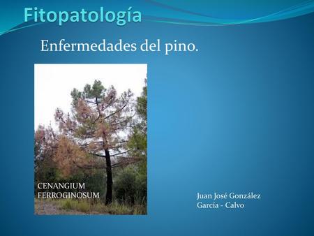 Fitopatología Enfermedades del pino. CENANGIUM FERROGINOSUM