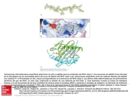Interacciones intermoleculares específicas determinan la unión a péptido para las moléculas del MHC clase II. Una secuencia de péptido breve derivada de.