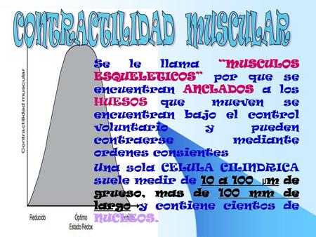 CONTRACTILIDAD MUSCULAR