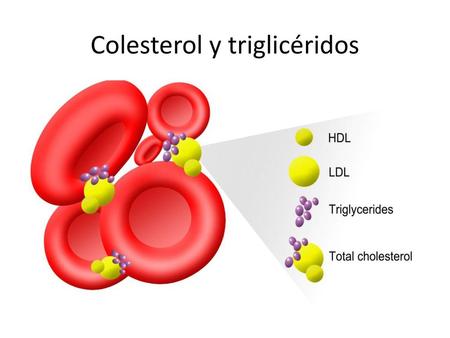 Colesterol y triglicéridos