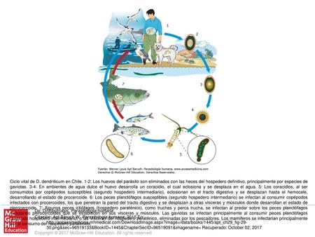 Ciclo vital de D. dendriticum en Chile