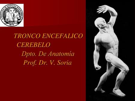 TRONCO ENCEFALICO CEREBELO Dpto. De Anatomía Prof. Dr. V. Soria.