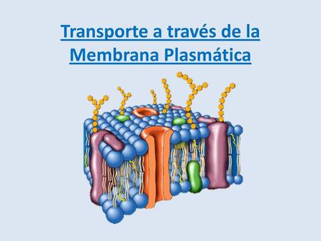 Transporte a través de la Membrana Plasmática