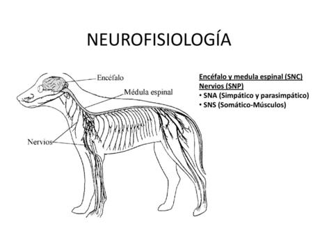 NEUROFISIOLOGÍA Encéfalo y medula espinal (SNC) Nervios (SNP)