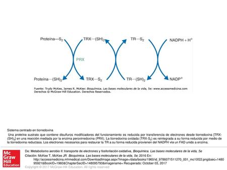 Una proteína sustrato que contiene disulfuros modificadores del funcionamiento es reducida por transferencia de electrones desde tiorredoxina [TRX-(SH)2]