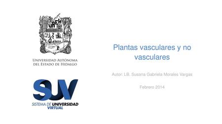 Plantas vasculares y no vasculares Autor: LB