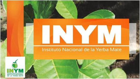 Yerba Mate (Ilex paraguariensis)