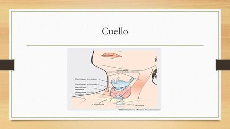 Cuello.