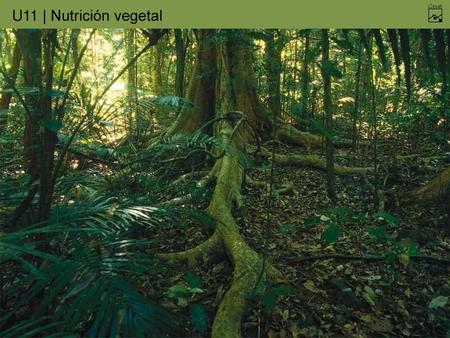 Nutrición de los vegetales