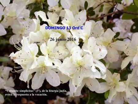 DOMINGO 13 Ord C 26 junio 2016 “Columbe simplicitas” (3’), de la liturgia judía, evoca la respuesta a la vocación.