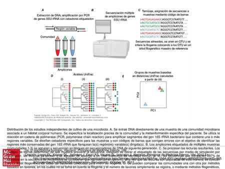 Distribución de los estudios independientes de cultivo de una microbiota. A. Se extrae DNA directamente de una muestra de una comunidad microbiana asociada.