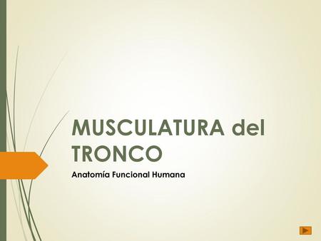 MUSCULATURA del TRONCO