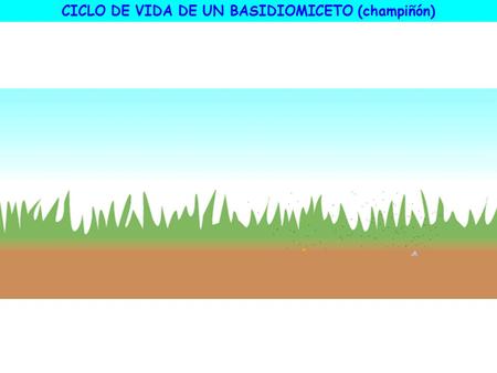 CICLO DE VIDA DE UN BASIDIOMICETO (champiñón).