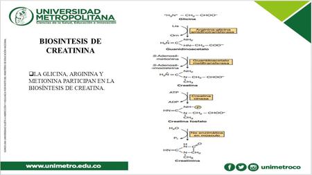 BIOSINTESIS DE CREATININA  LA GLICINA, ARGININA Y METIONINA PARTICIPAN EN LA BIOSÍNTESIS DE CREATINA.