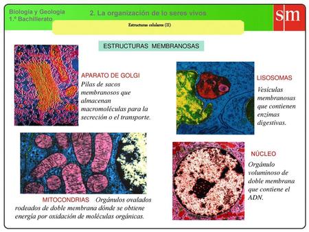 2. La organización de lo seres vivos Estructuras celulares (II)