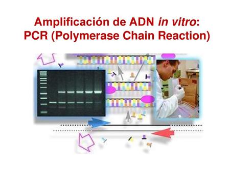 Amplificación de ADN in vitro: PCR (Polymerase Chain Reaction)