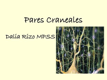 Pares Craneales Dalia Rizo MPSS.